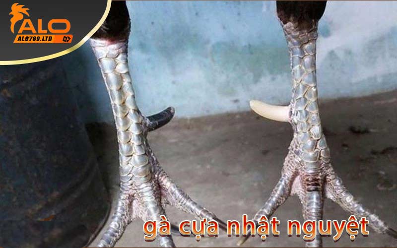 Gà cựa nhật nguyệt