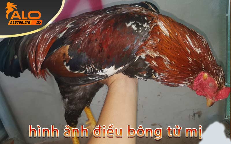 hình ảnh điều bông tử mị
